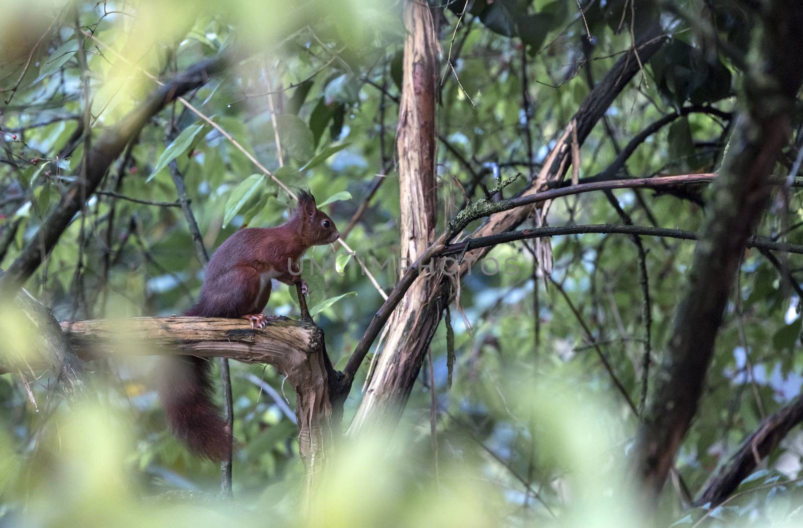 red squirrel sitting on a tree in the forest looking for foods 