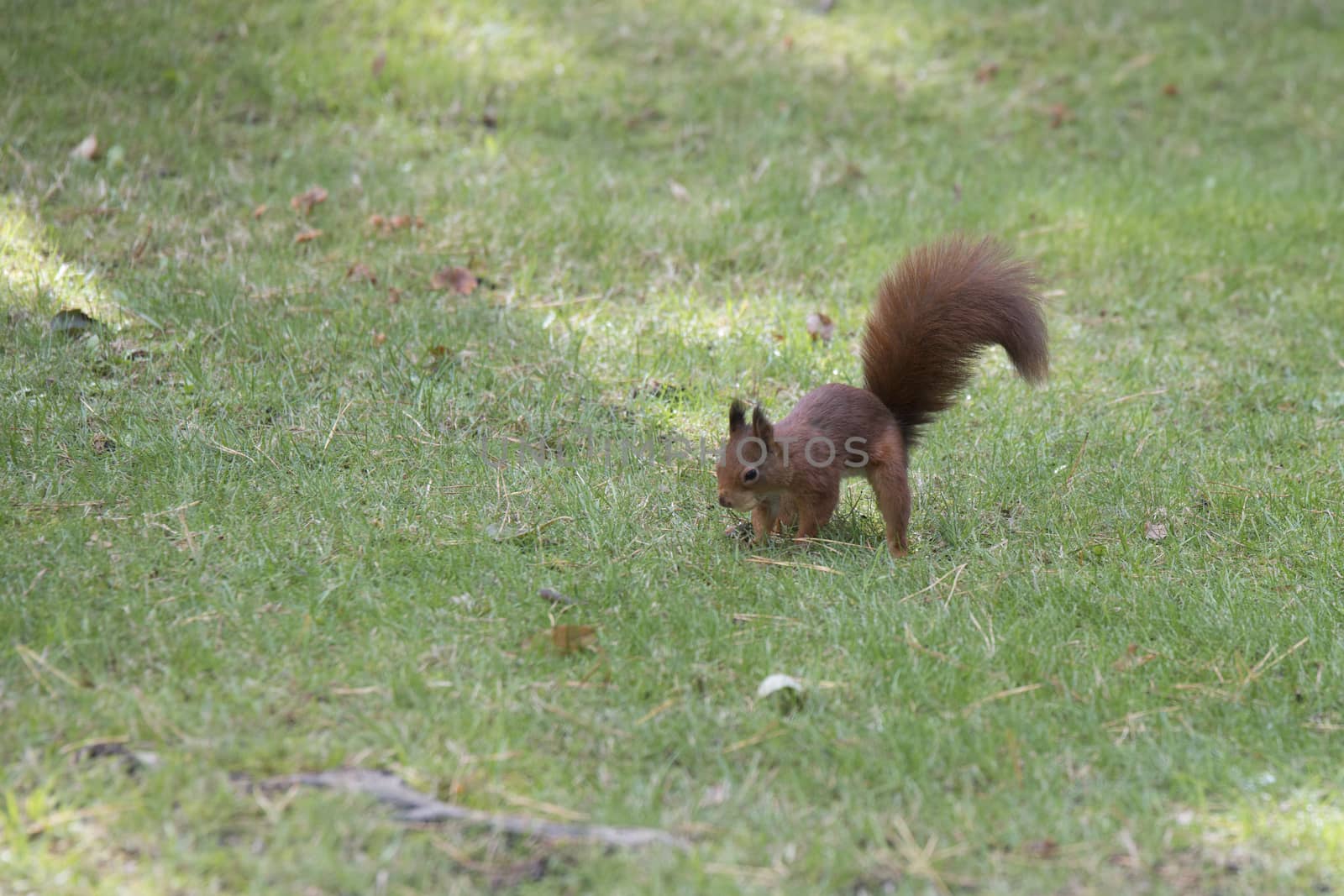 squirrel busy hiding seeds in the ground for winter stock