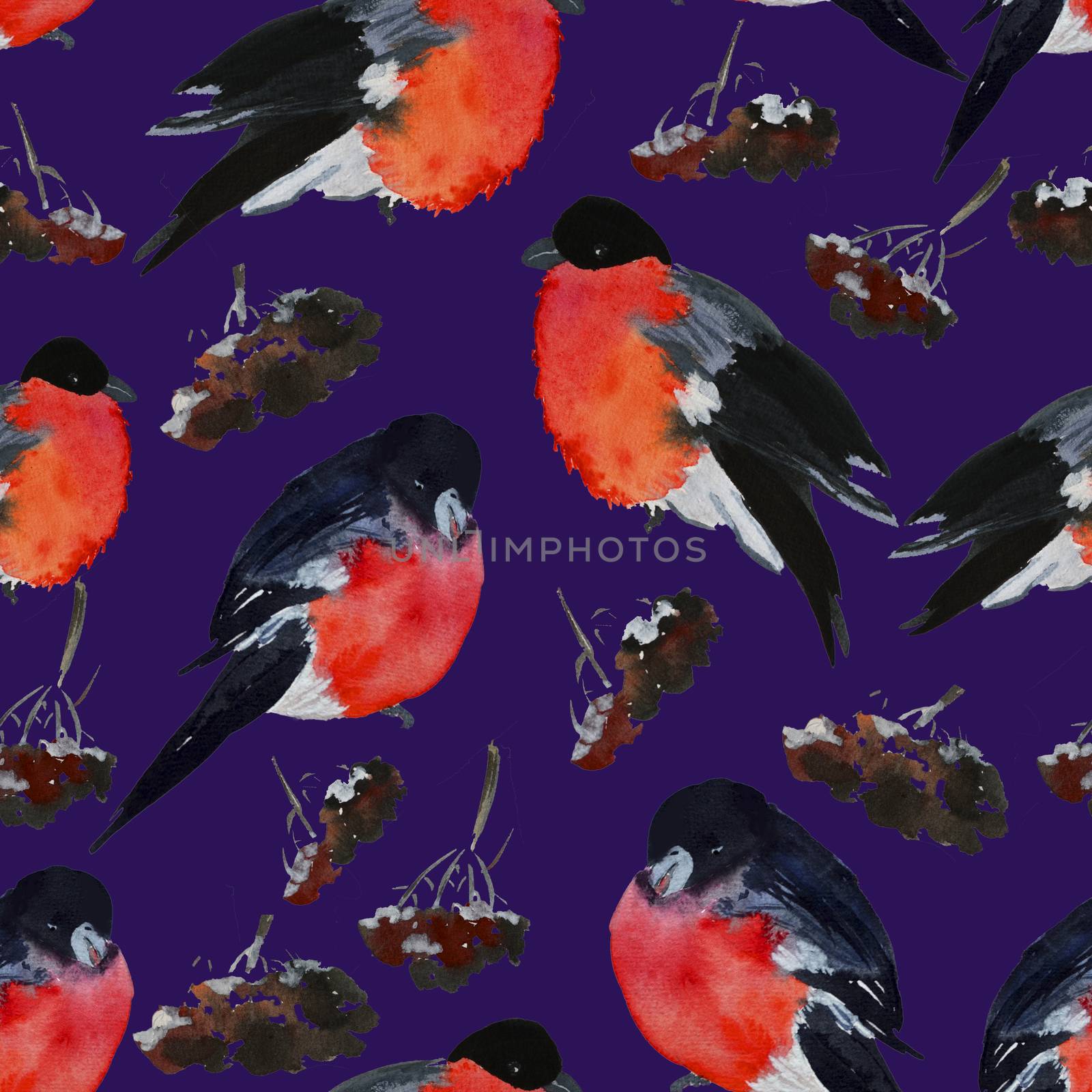 Winter bullfinch on spruce with snow at winter pattern on dark blue by kimbo-bo