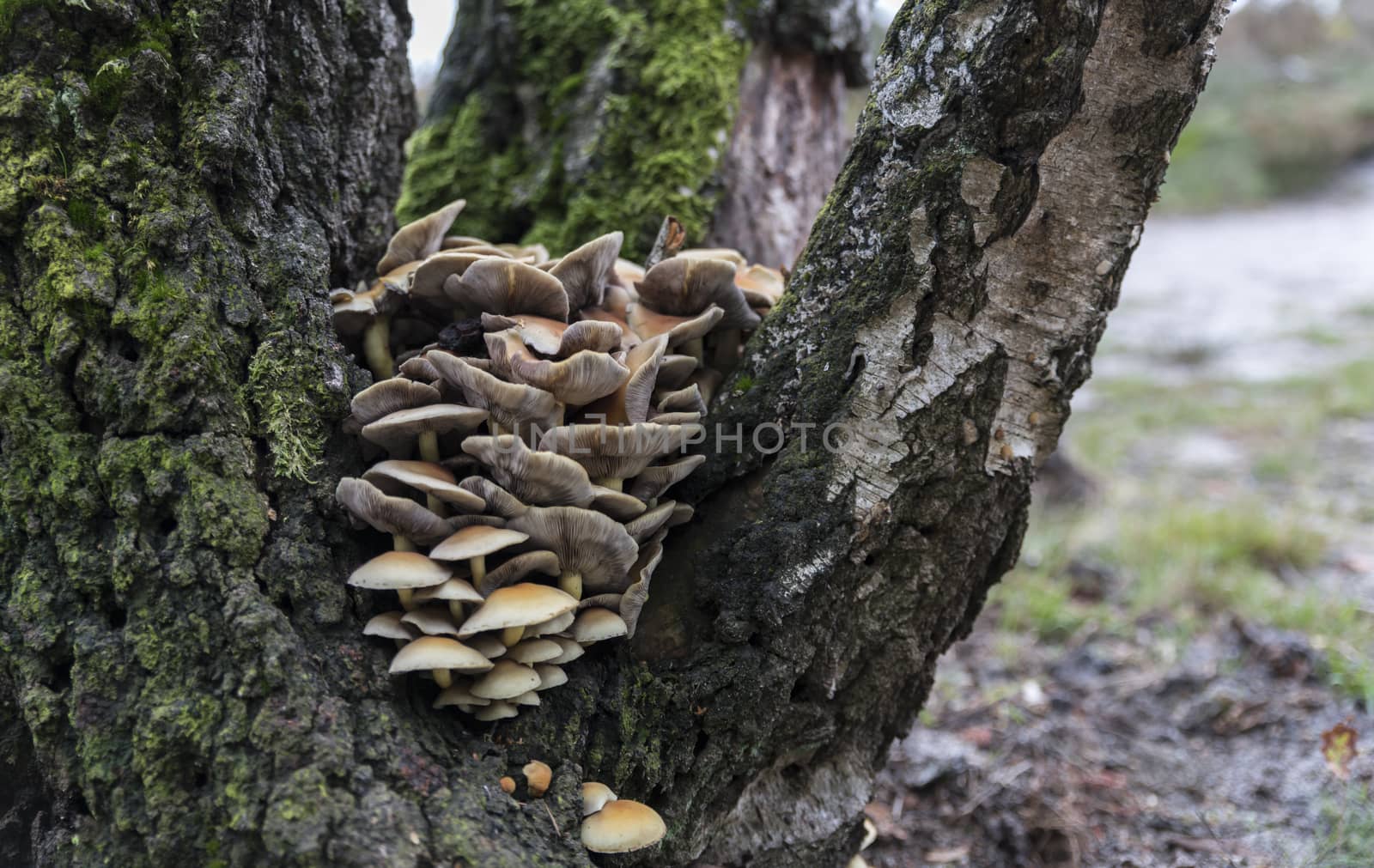 beautifull fungus in a tree during authm season