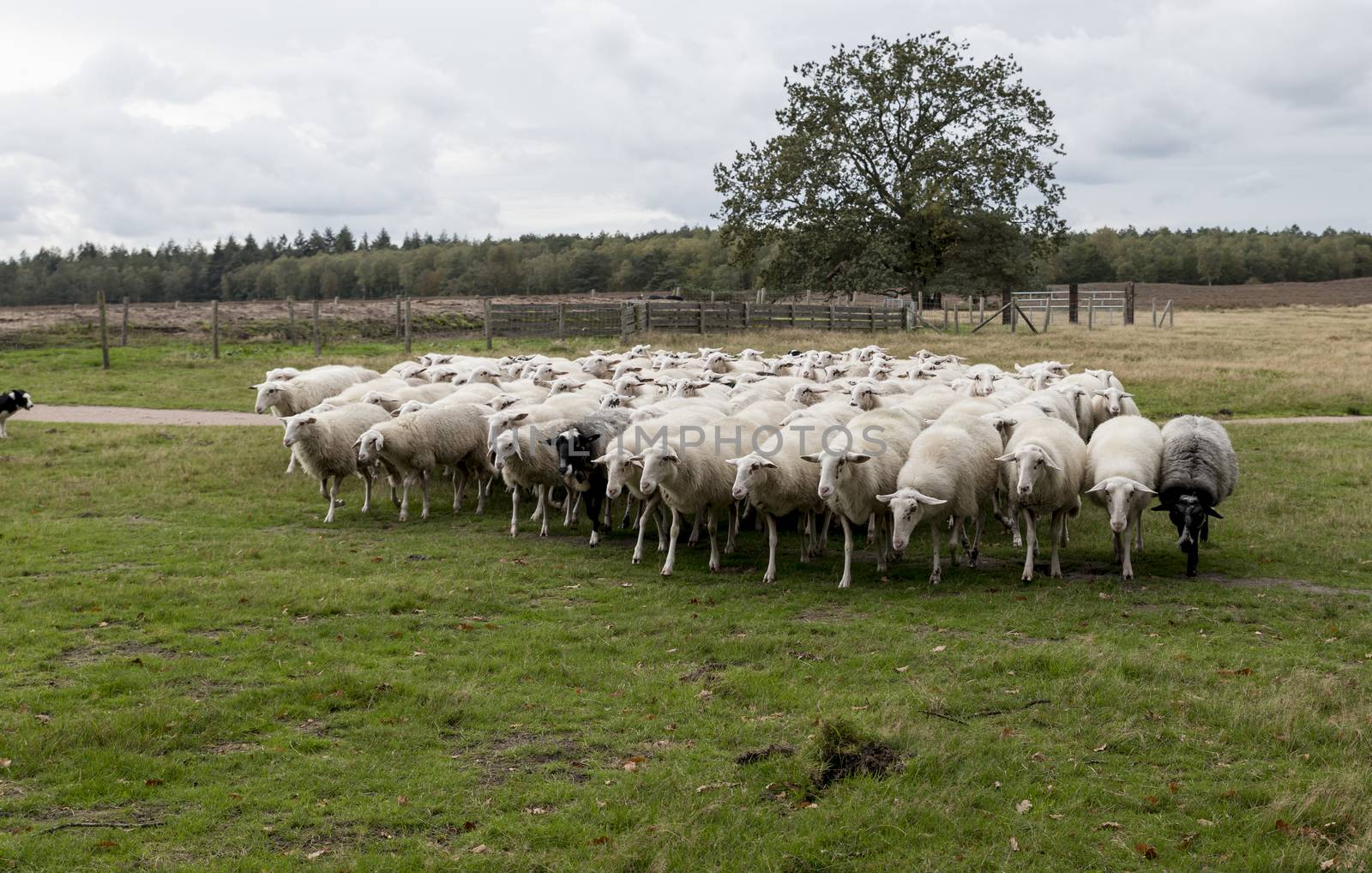 herd of sheep grazing in the field in holland and the dog is in control