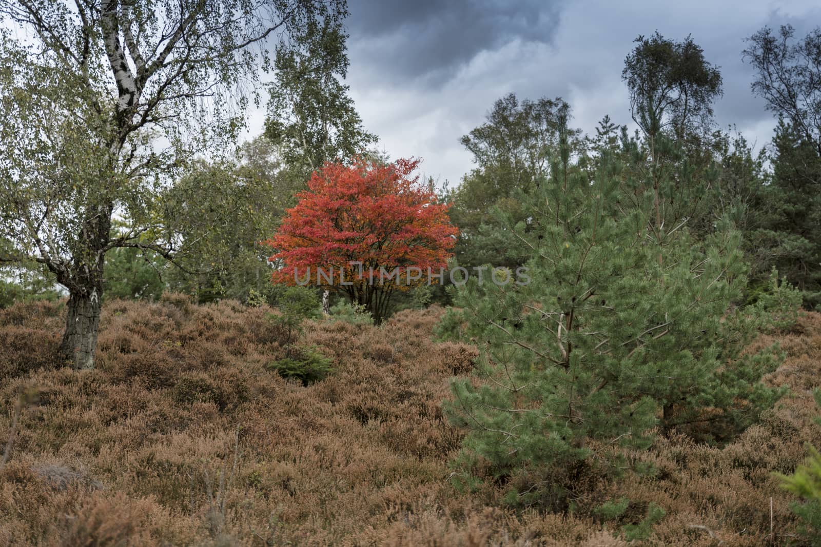 red tree in the forest between the green ones during autumn