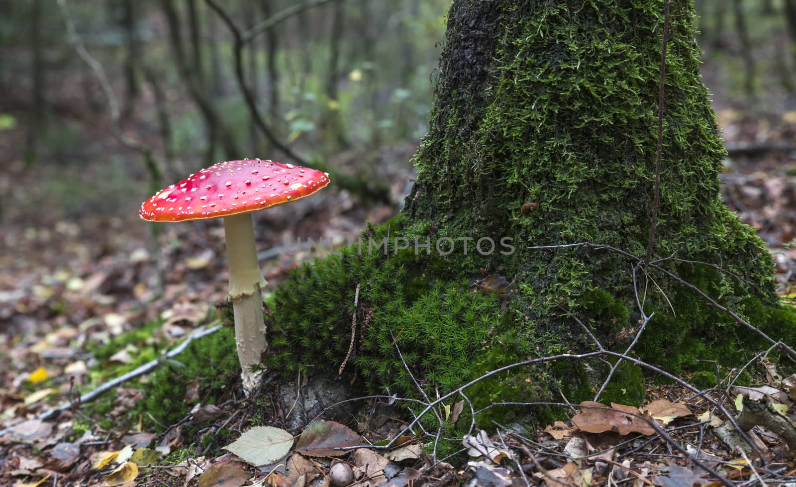 very big fly agaric red mushroom with white dots at a tree full of moss