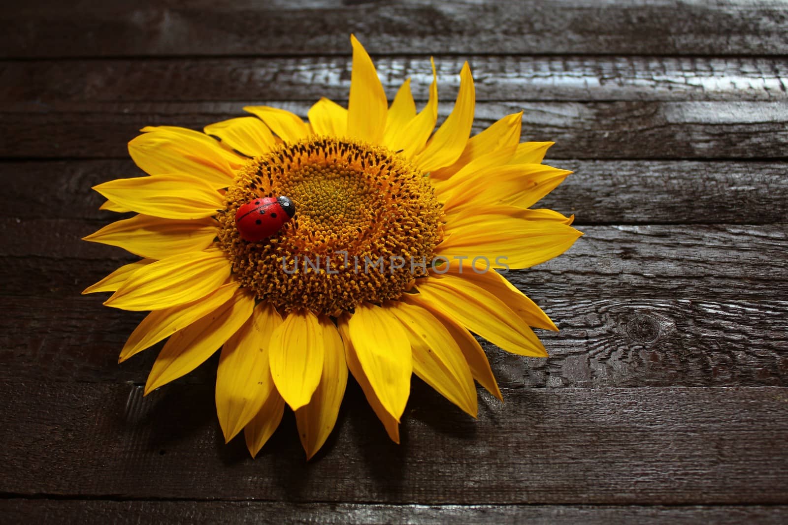 The picture shows a sunflower on wooden boards.