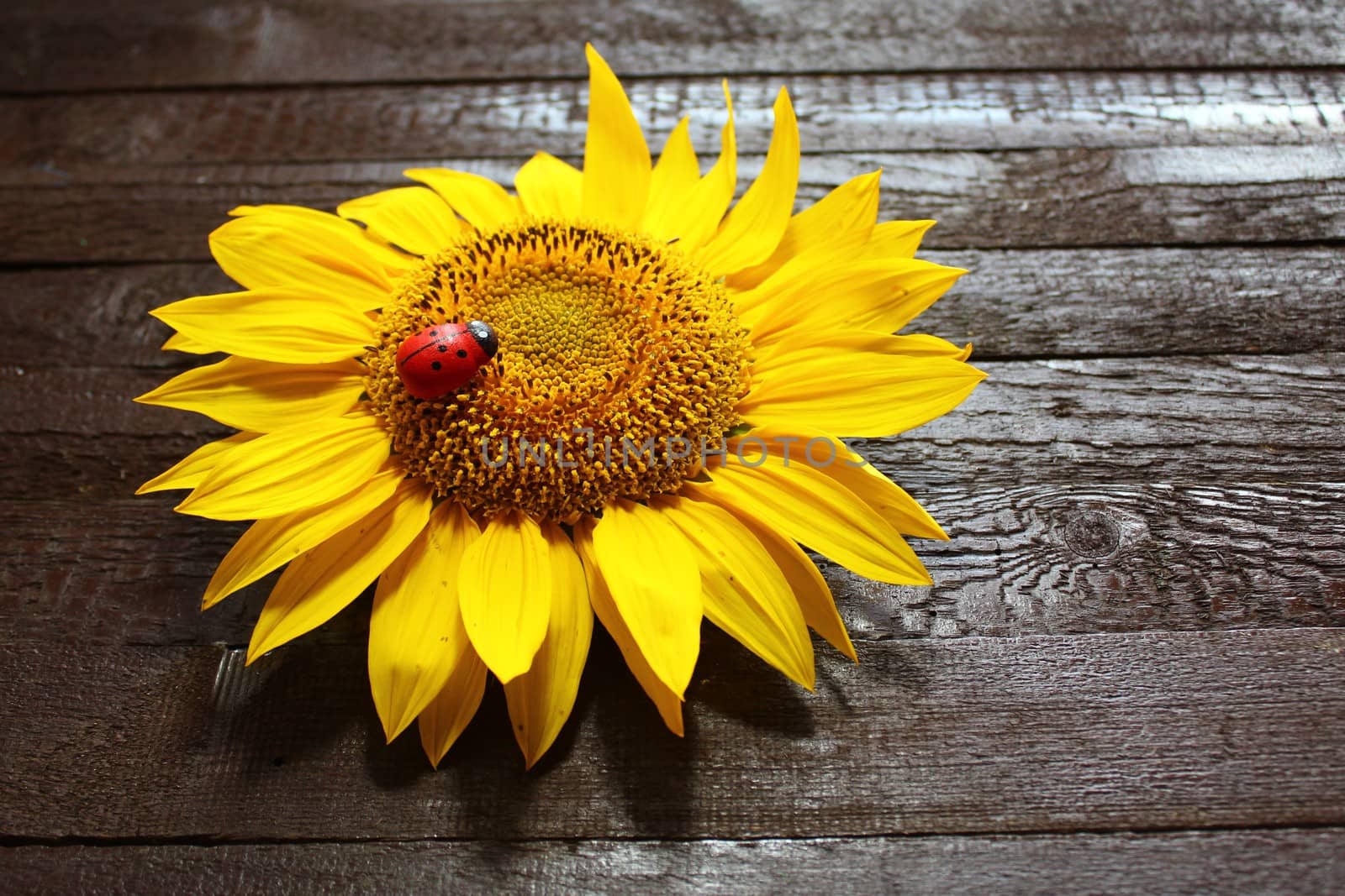 The picture shows a sunflower on wooden boards.