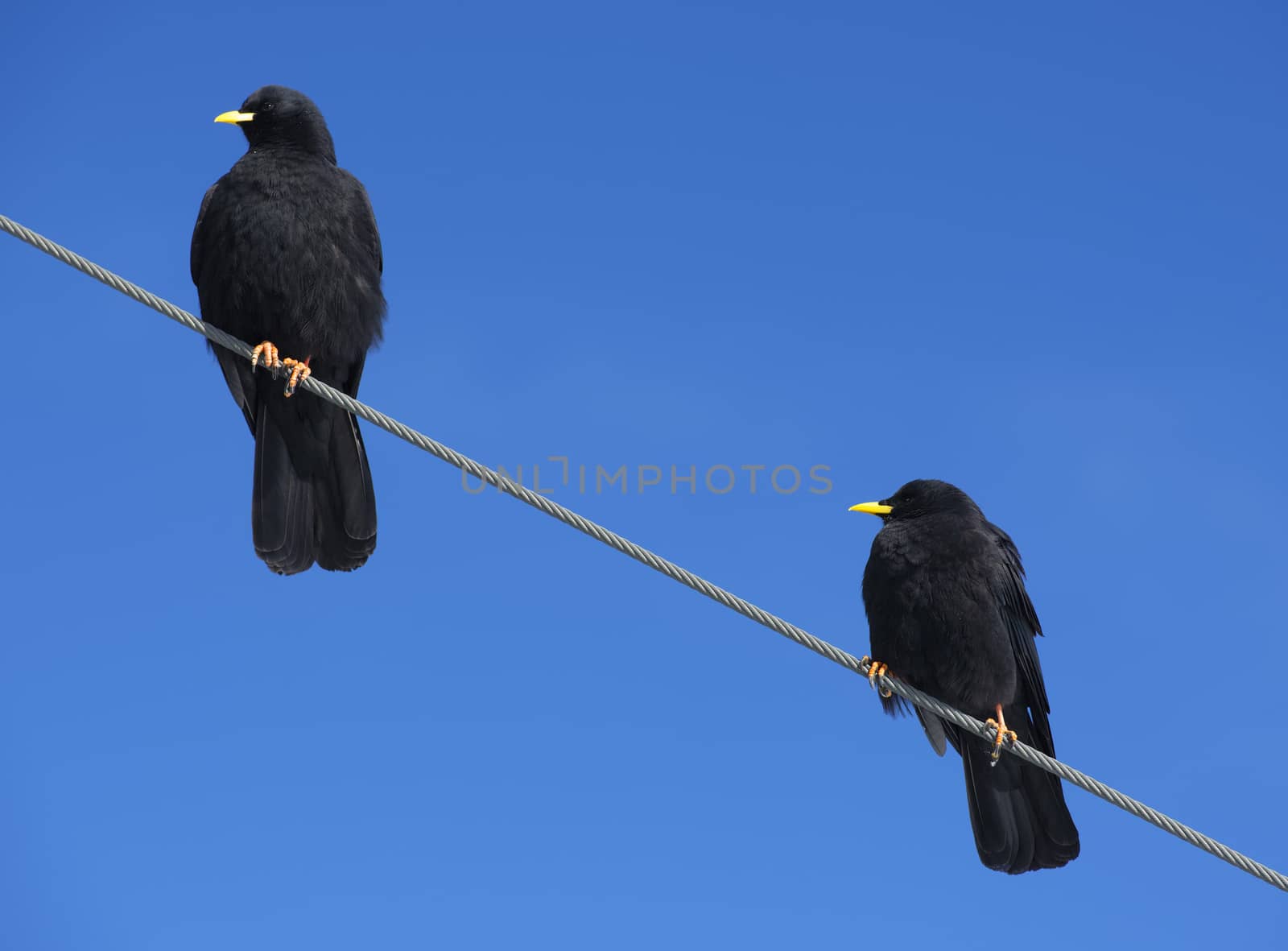 Two crows on a wire on the Jungfraujoch, Bernese Alps, Switzerland