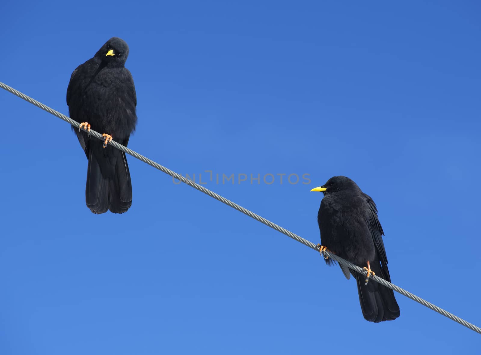 Two crows on a wire on the Jungfraujoch, Bernese Alps, Switzerland