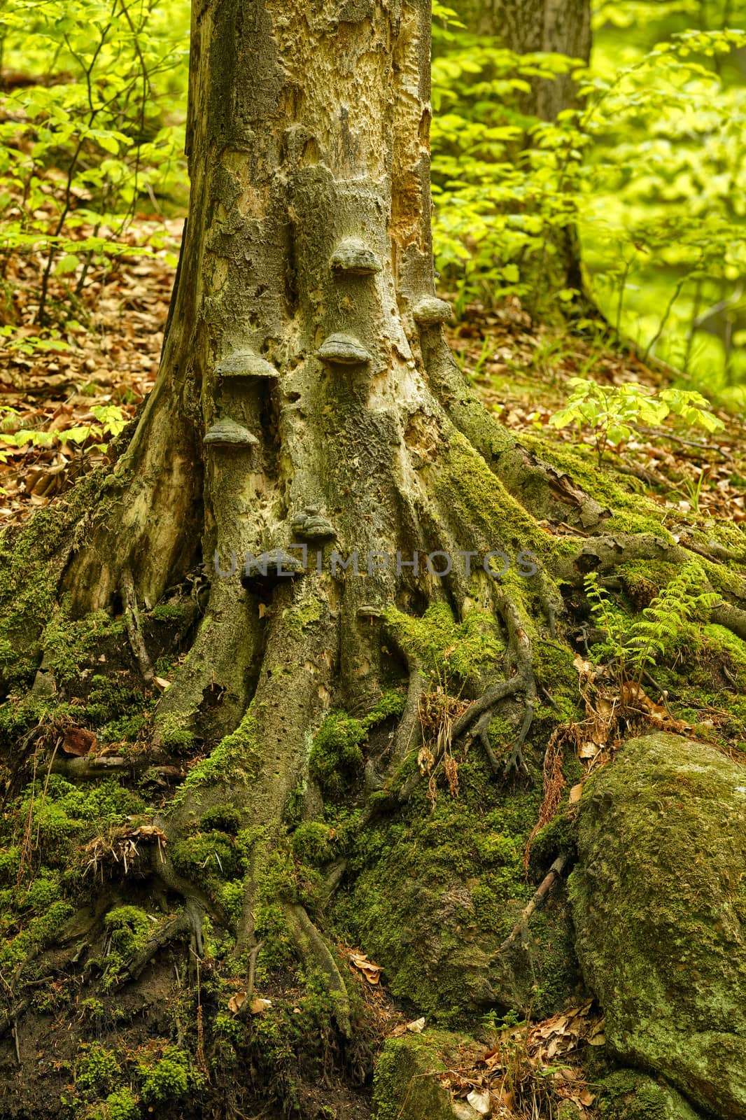 Beautiful old gnarled tree next to Maly waterfall in super green spring forest surroundings, Czech Republic