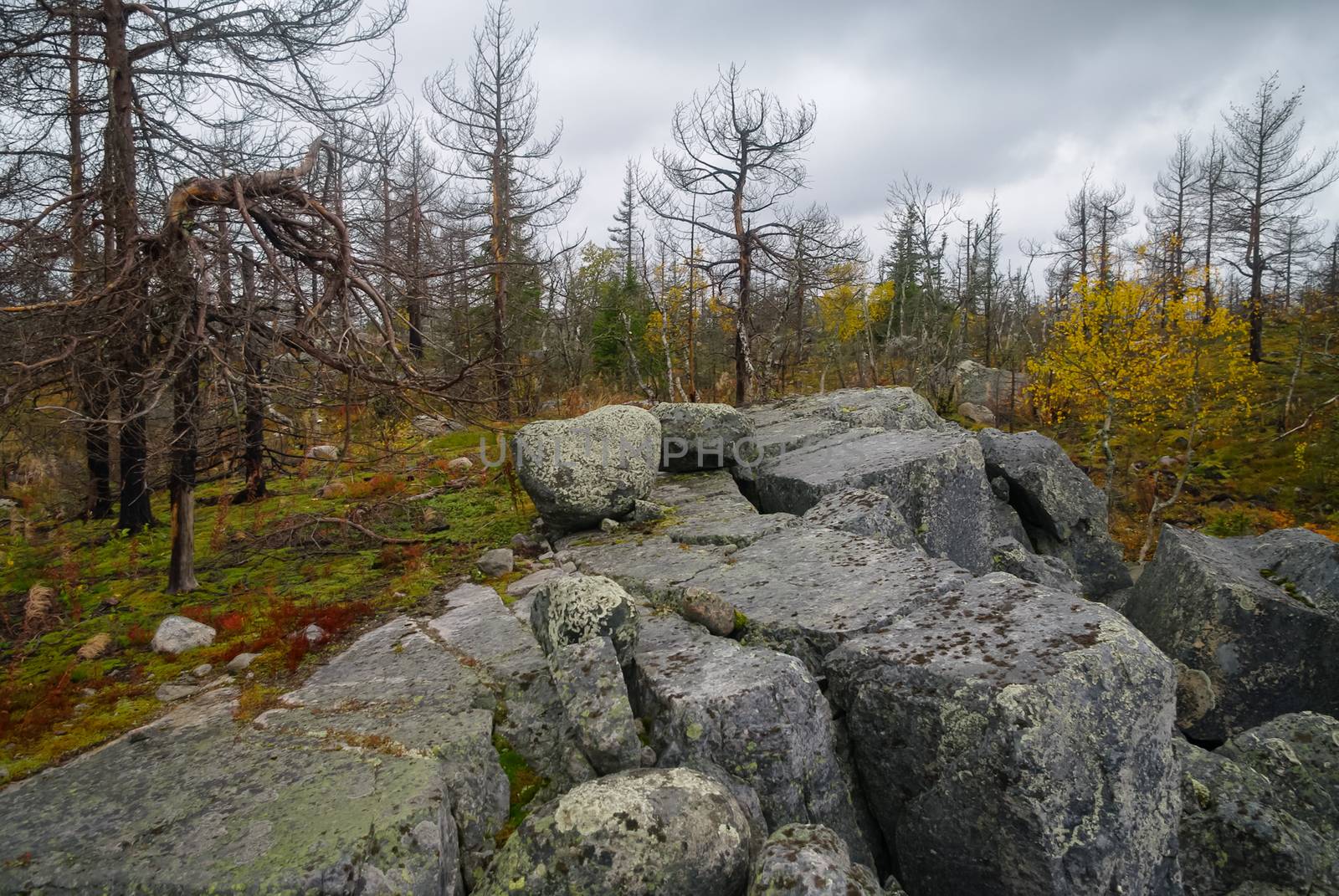 Cliffs and small swamp on top of mount Vottovaara with stones and dead trees, Karelia, Russia