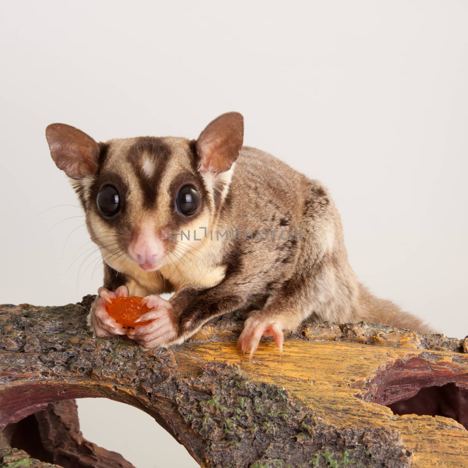 Domestic sugar glider rodent domestic animal by lanalanglois