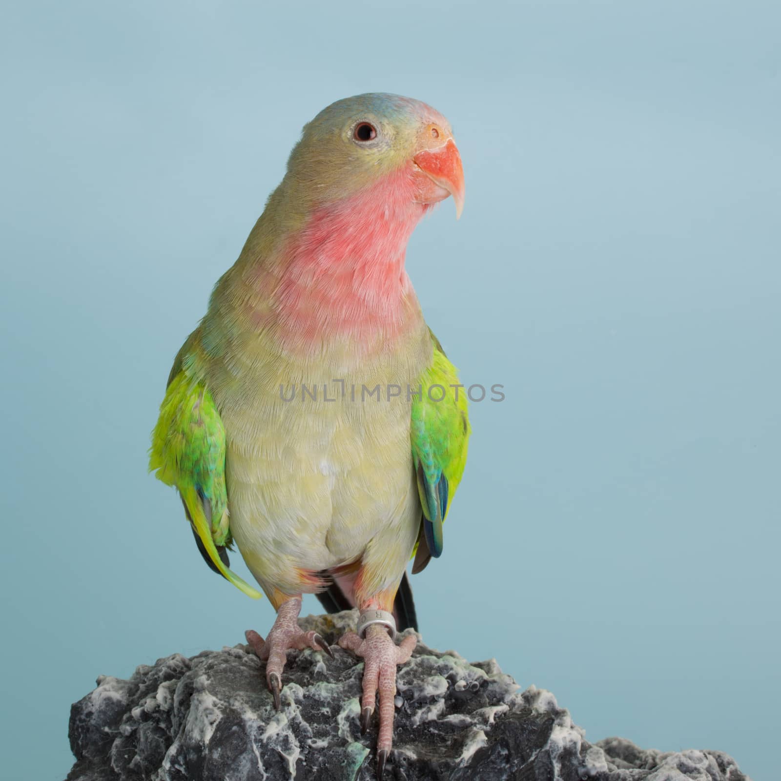 Portrait of a Princess parrot domestic bird 