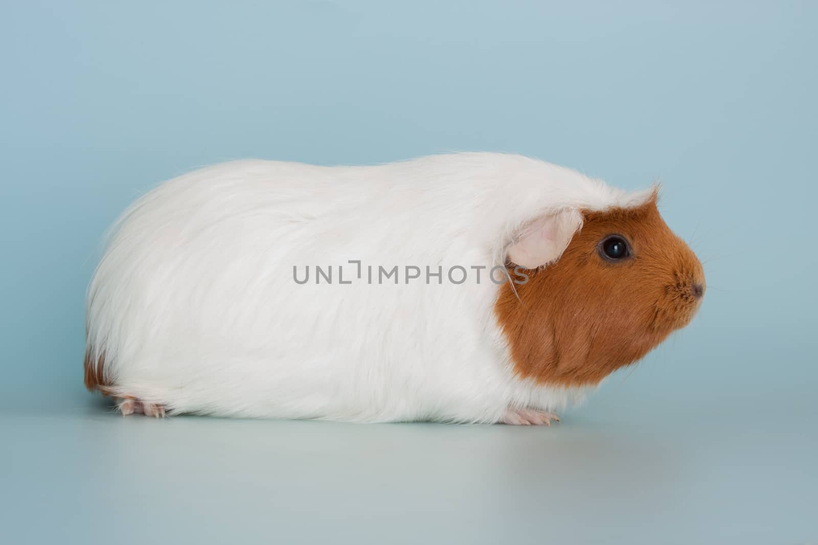 guinea pig rodent domestic animal by lanalanglois
