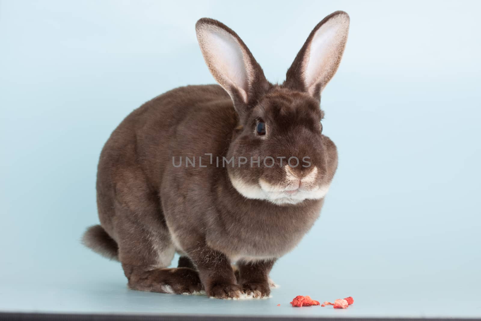 Portrait of a nice full grown brown domestic rabbit 
