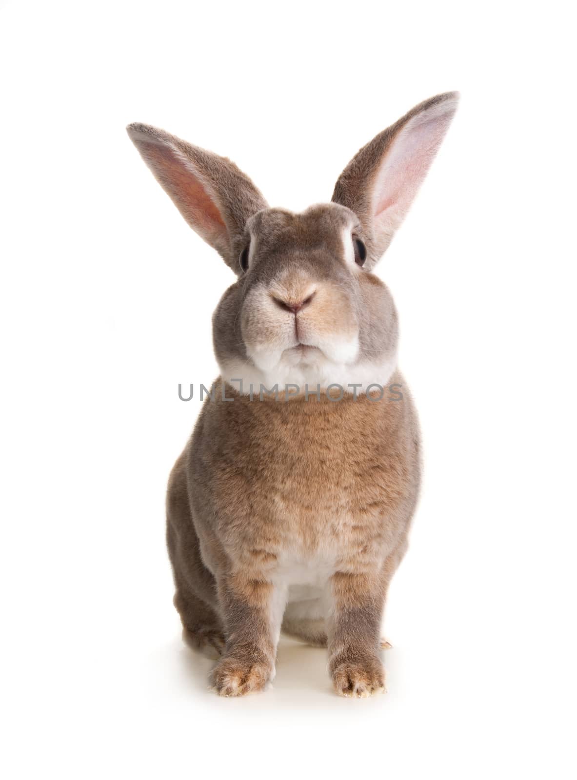 Portrait of a cute domestic light brown fur rabbit