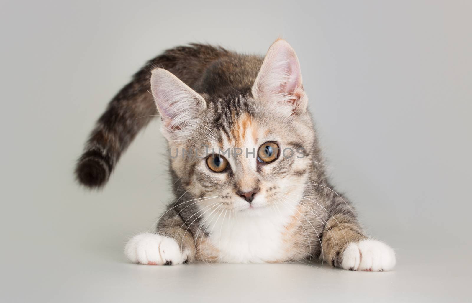 Cute kittent as a domestic animal pet portrait