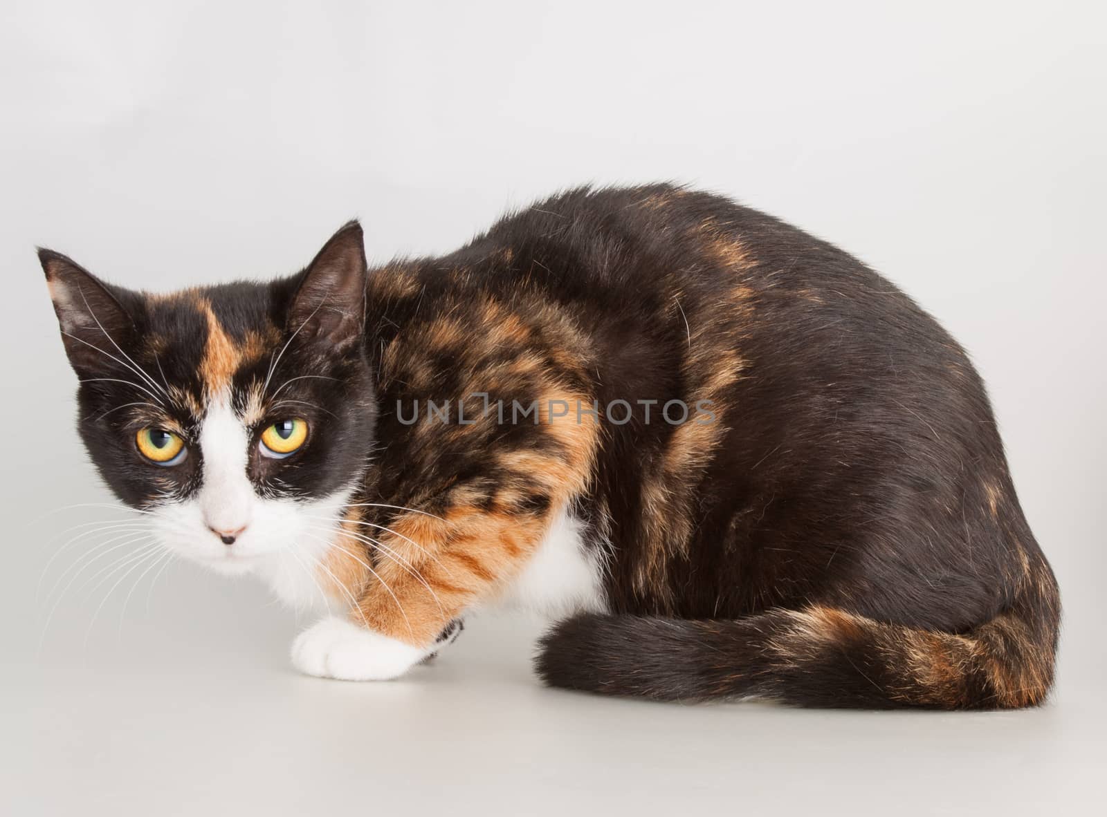 Three color full grown cat as domestic animal portrait
