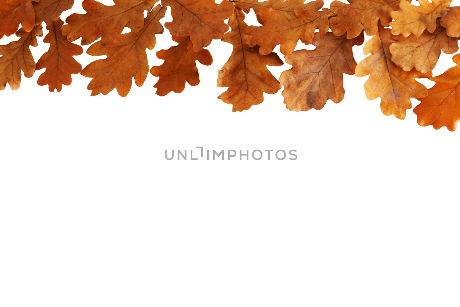 Autumn oak leaves border frame isolated on white background