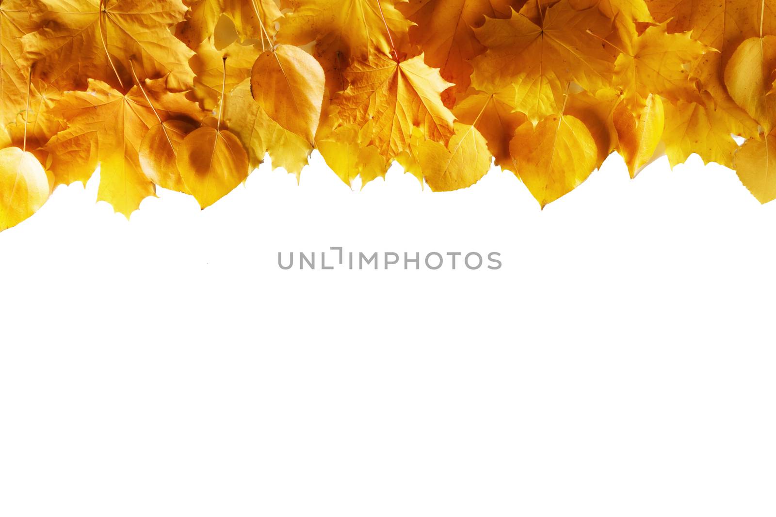 Yellow autumn leaves border frame isolated on white background