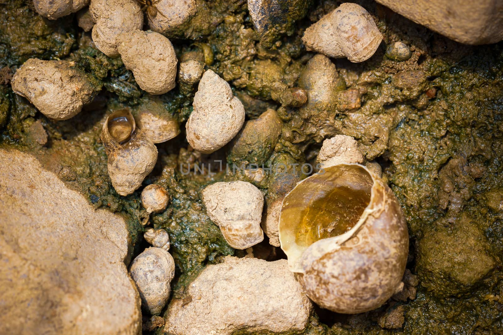 Apple snail dead in the sun. The concept of drought and the effects of global warming.