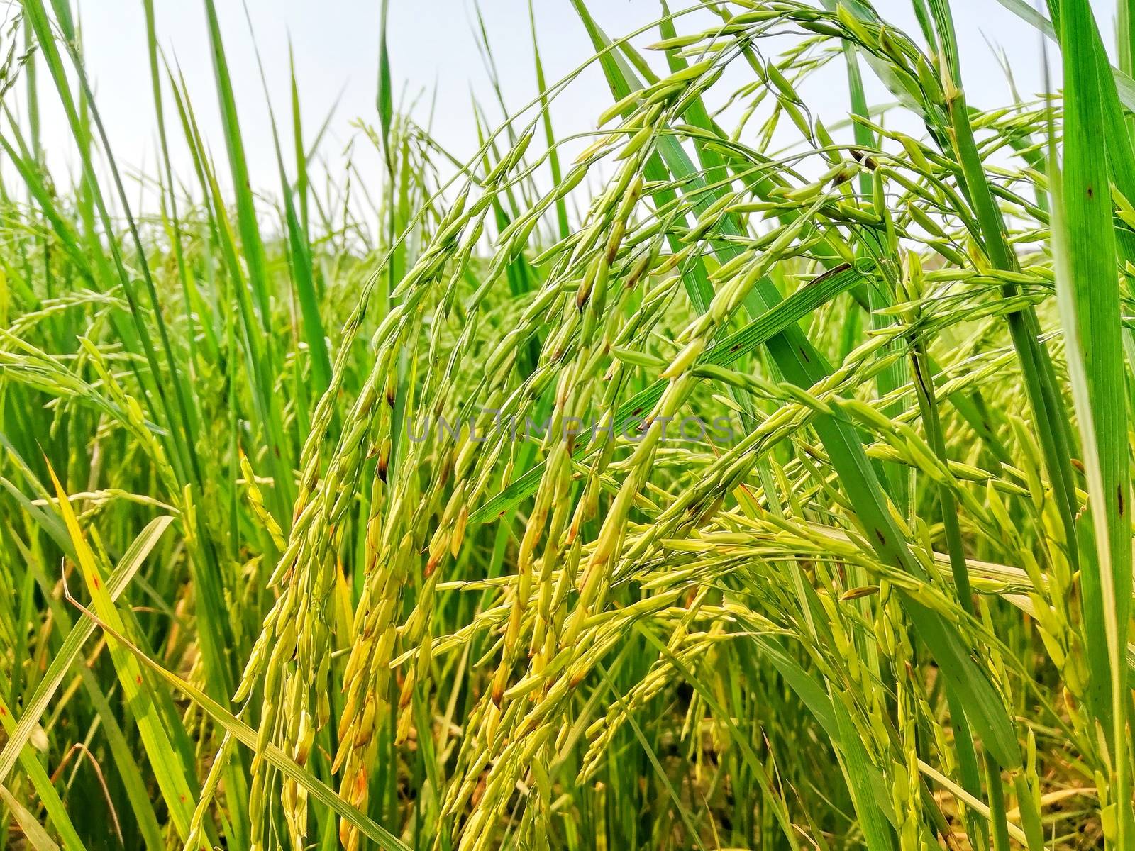 Morning View of Organic Rice Crop is going to Golden for Harvest, This type of rice verity is grown in foothills of Himalayas