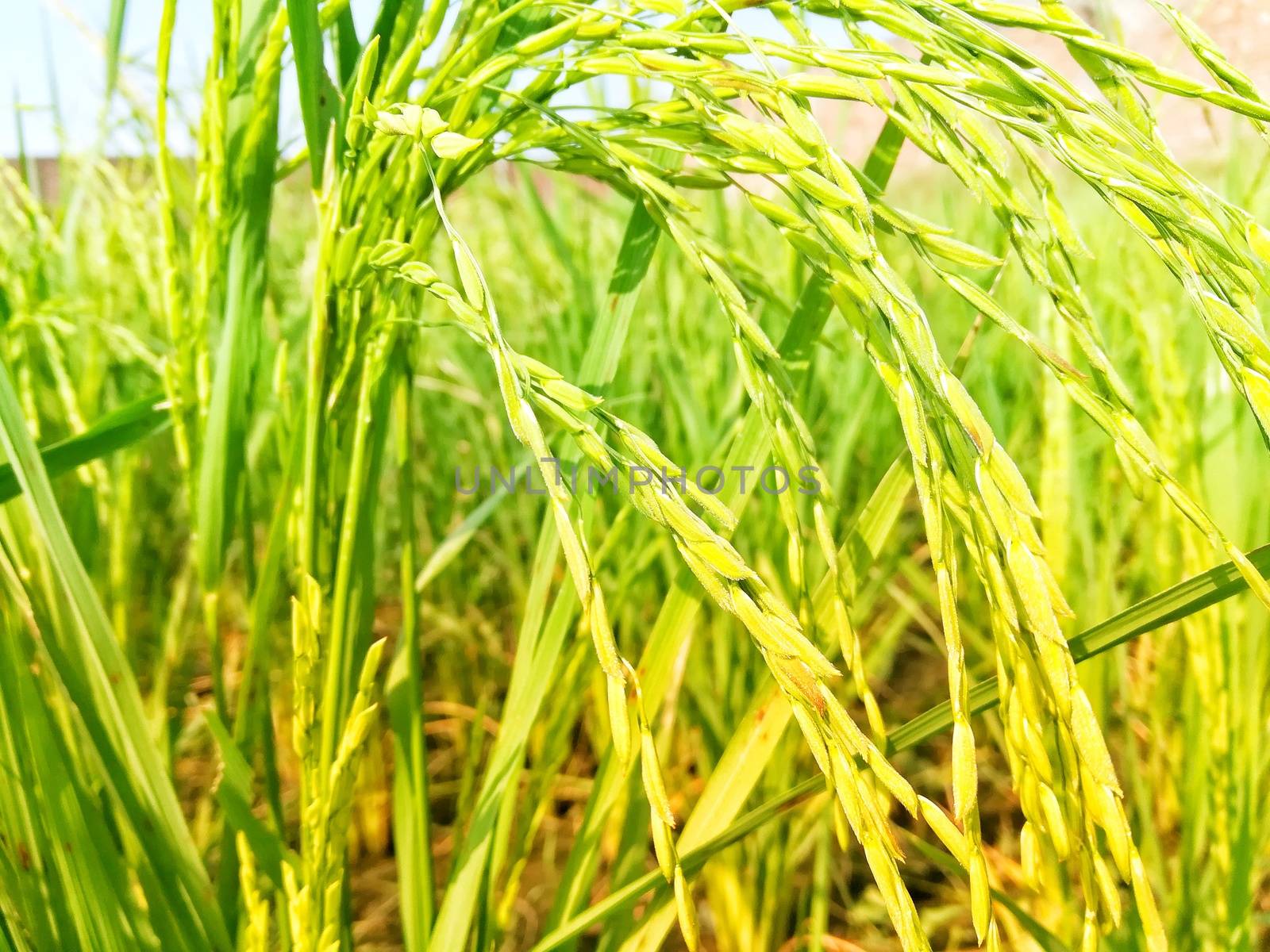 Morning View of Organic Rice Crop is going to Golden for Harvest, This type of rice verity is grown in foothills of Himalayas