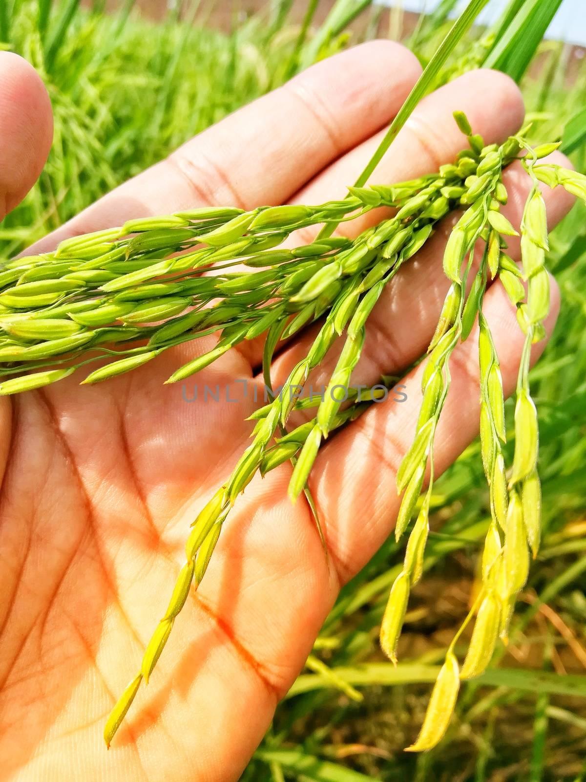 Morning View of Organic Rice Crop is going to Golden for Harvest, This type of rice verity is grown in foothills of Himalayas