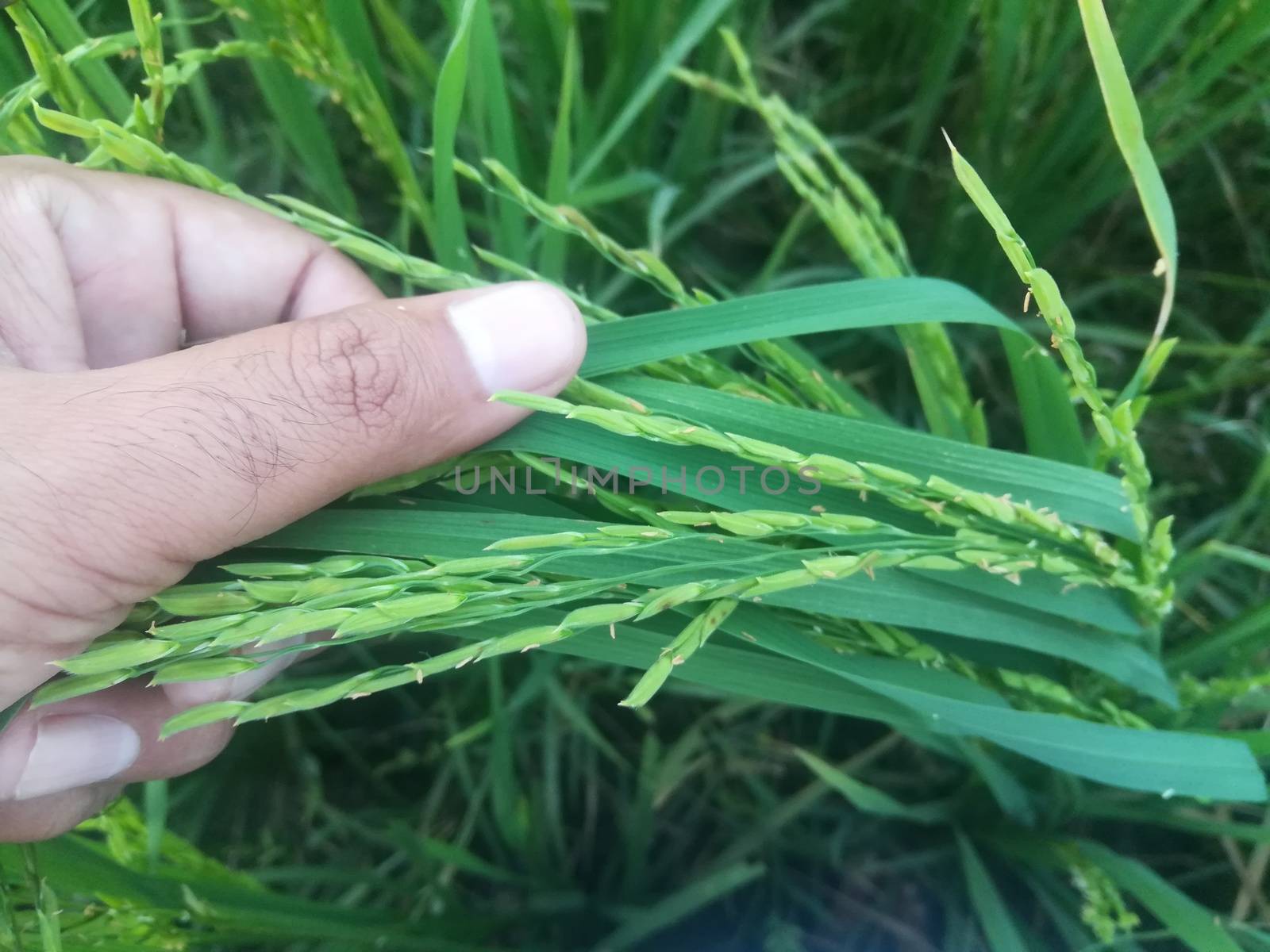 Morning View of Organic Rice Crop is going to Golden for Harvest, This type of rice verity is grown in foothills of Himalayas