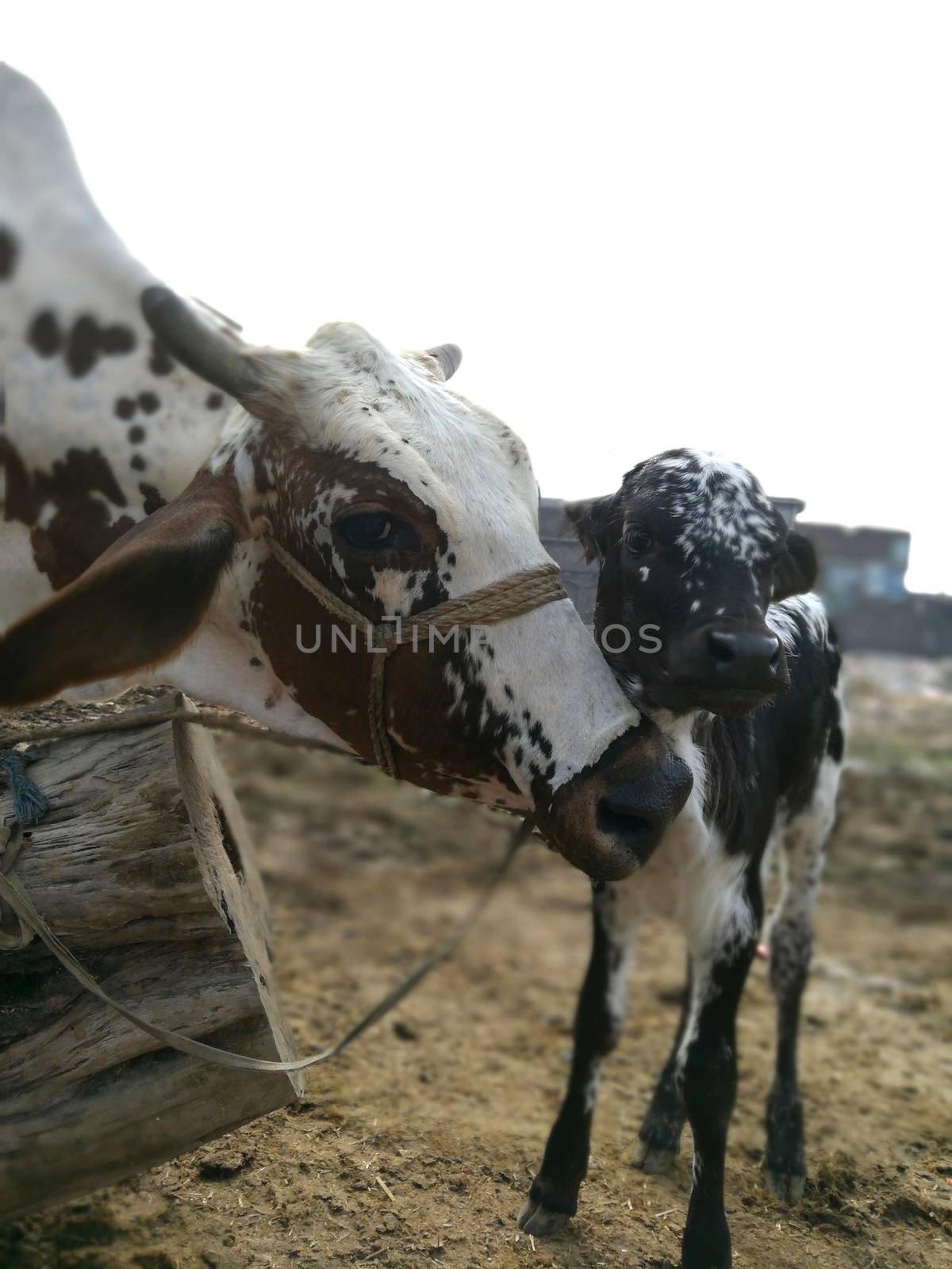 Beautiful Baby Calf with his Mother Cow by shahiddzn