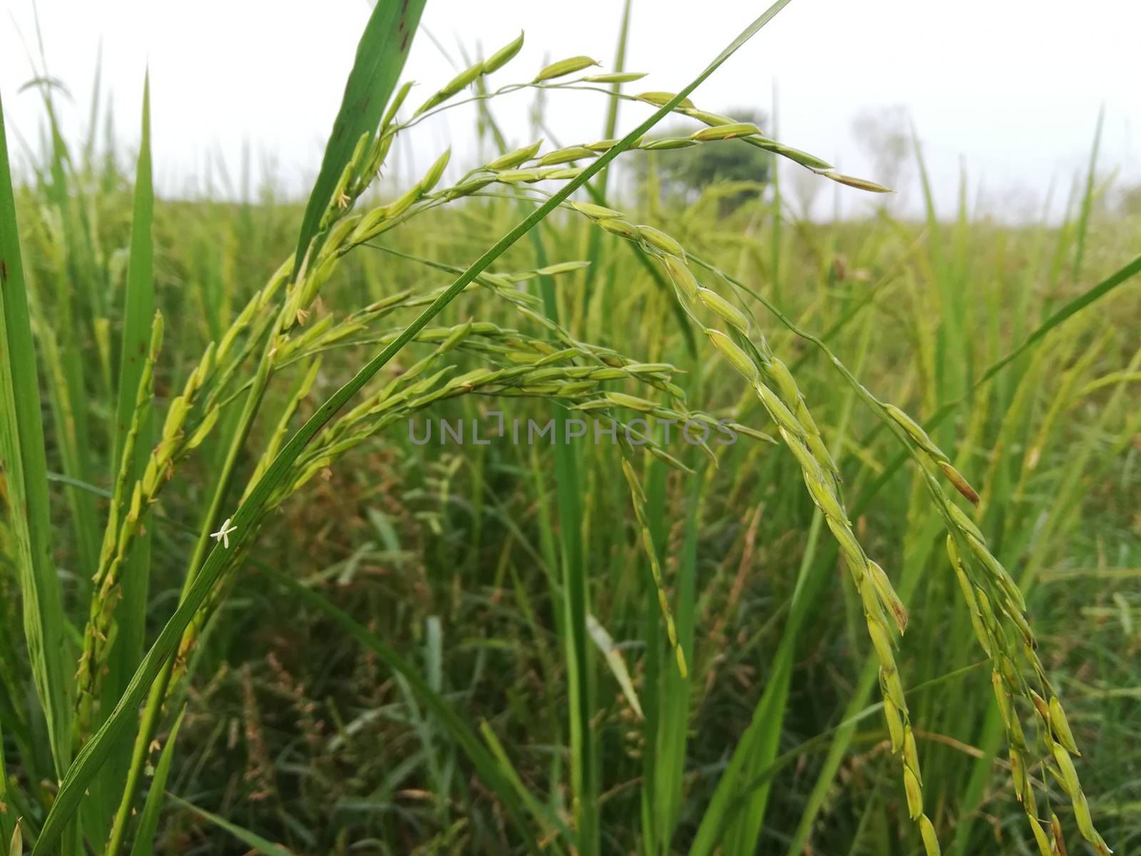 Morning View of Organic Rice Crop is going to Golden for Harvest, This type of rice verity is grown in foothills of Himalayas