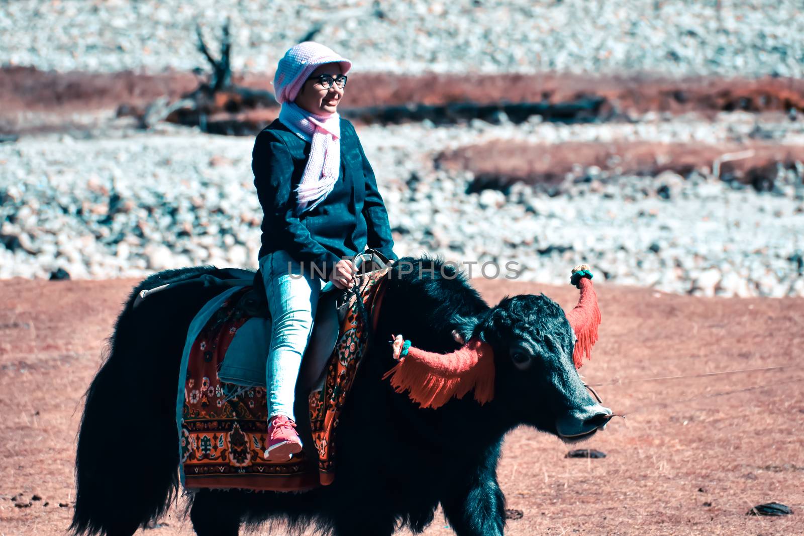 Close-Up Of a cheerful young woman sitting on Yak. Yak safari in Sikkim India. by sudiptabhowmick