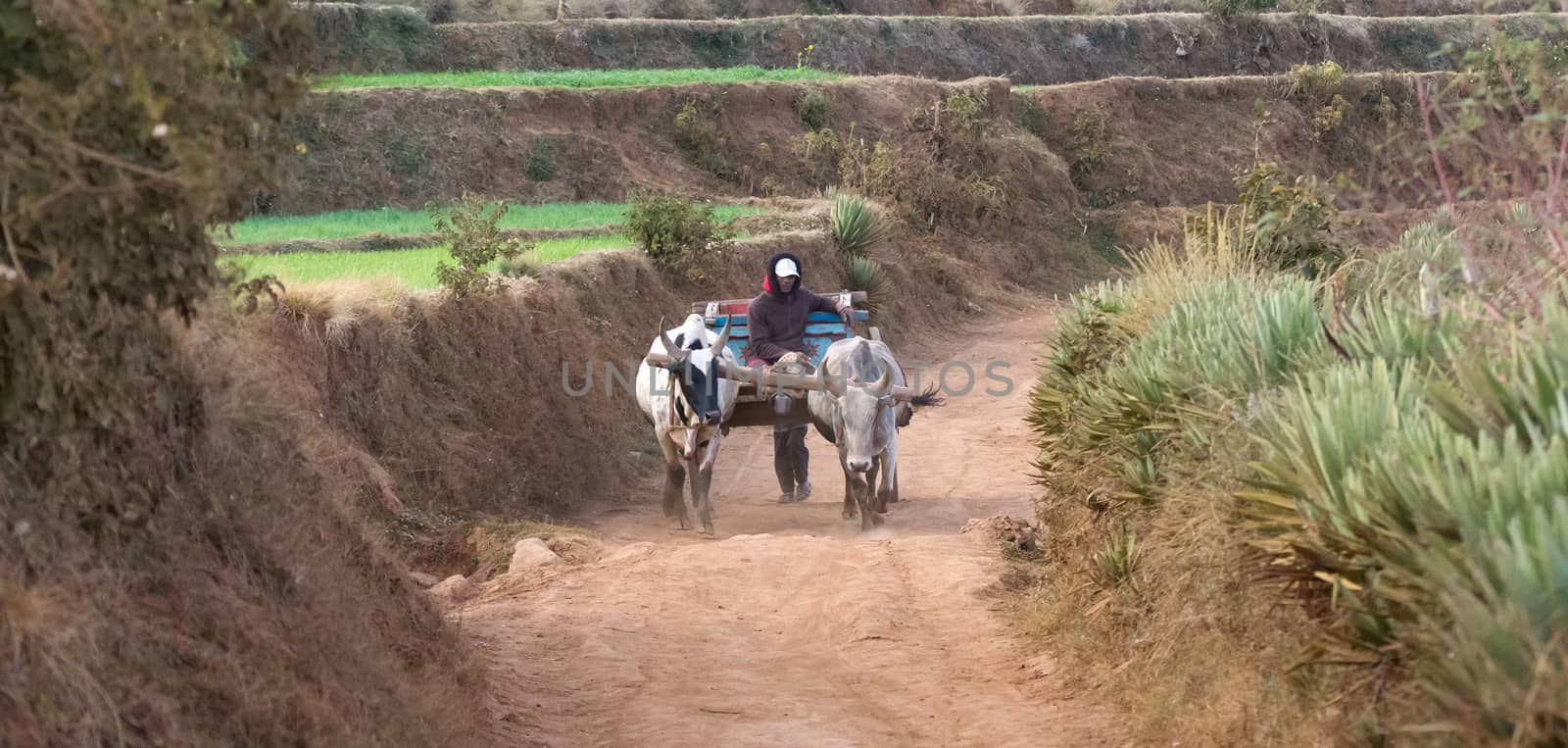Antsirabe, Madagascar on july 26, 2019 - Zebu cart carrying wood by michaklootwijk