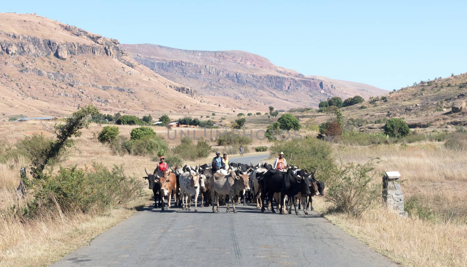 Ranohira, Madagascar on july 30, 2019 - Herd of Zebu walking on the road. Zebu are the working horse of agricultural Madagascar, Ranohira, Madagascar