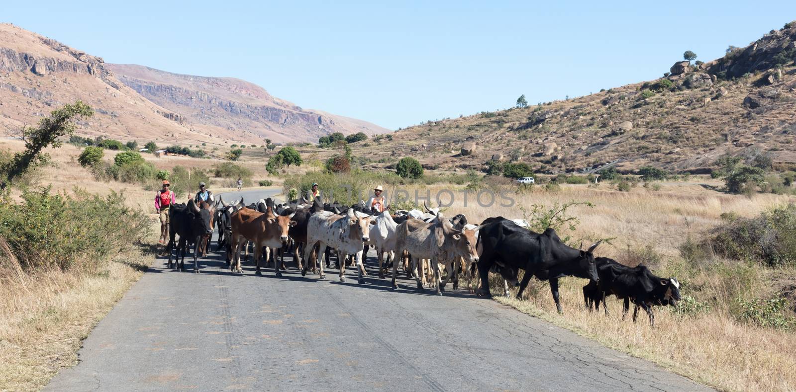 Ranohira, Madagascar on july 30, 2019 - Herd of Zebu walking on the road. Zebu are the working horse of agricultural Madagascar, Ranohira, Madagascar