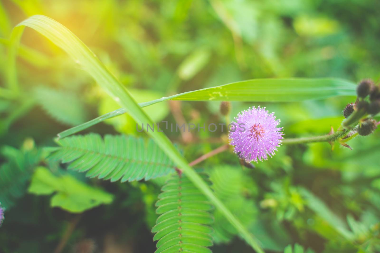 Closeup to Sensitive Plant Flower, Mimosa Pudica with sun light by peerapixs