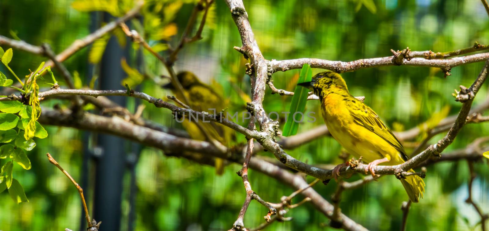 male village weaver bird sitting in a tree, popular and colorful bird specie from Africa by charlottebleijenberg