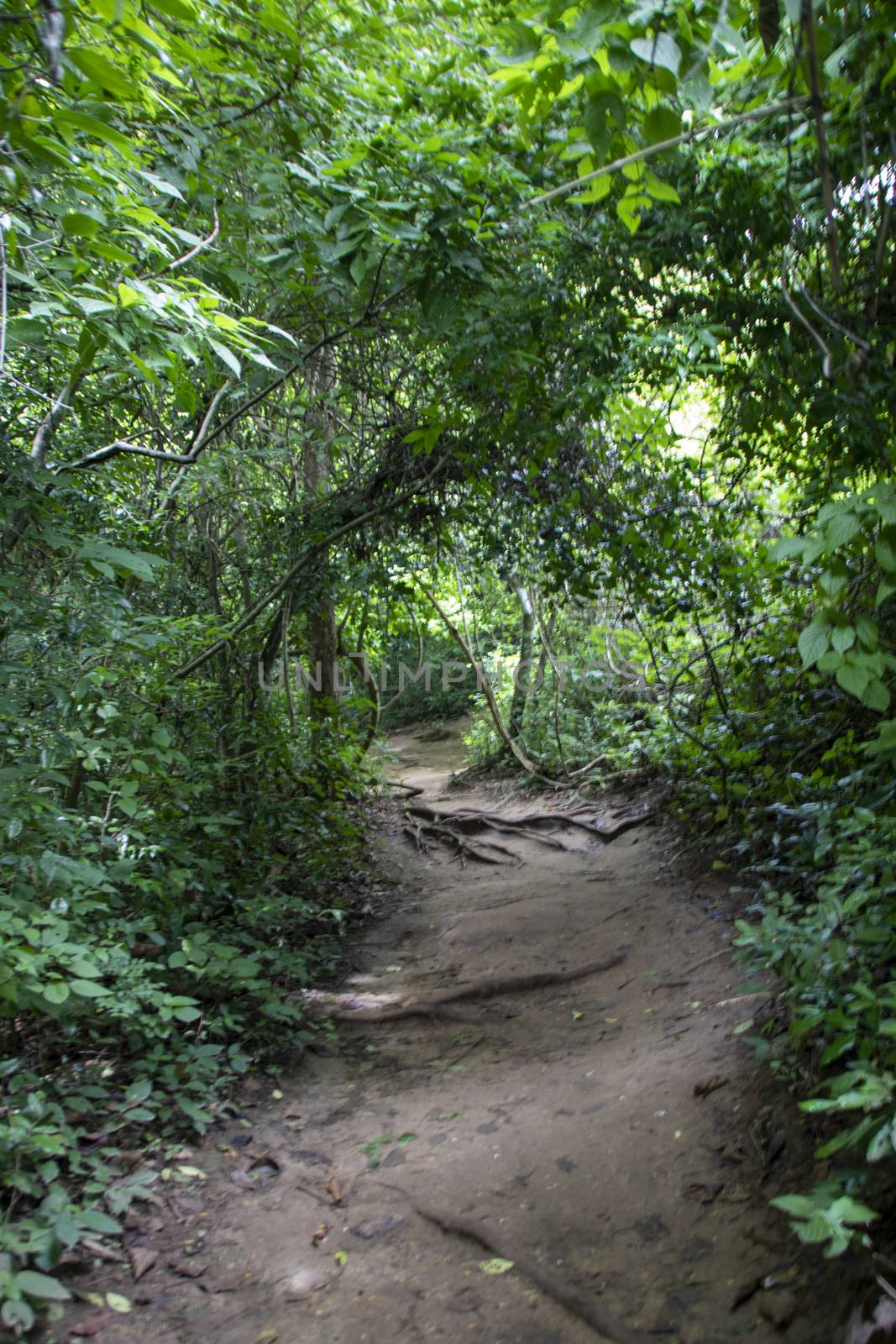 Path in rain forest at Erawan national park , Thailand 