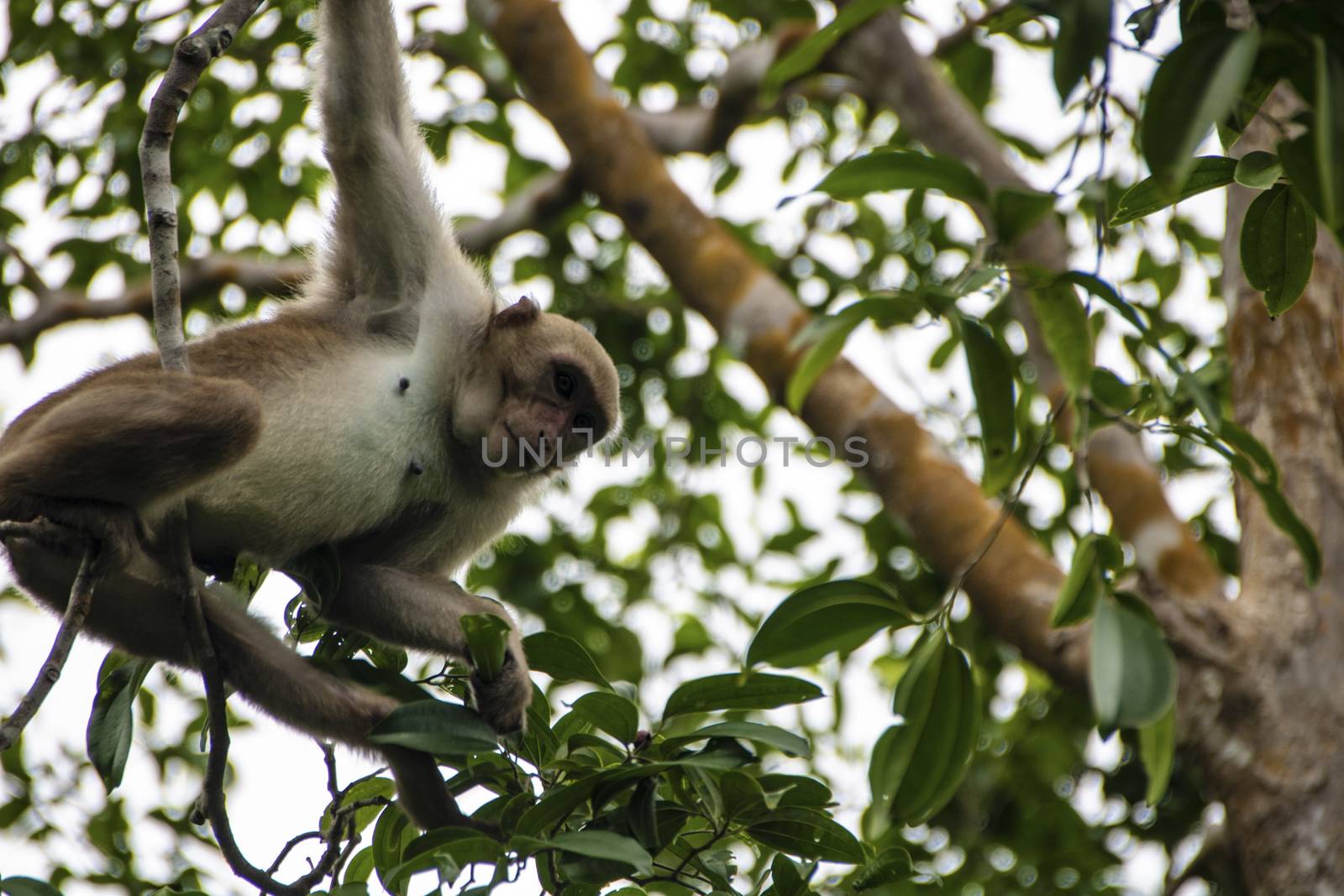 monkey climbing on a tree in Erawan  national park at kanchanaburi, Thailand
