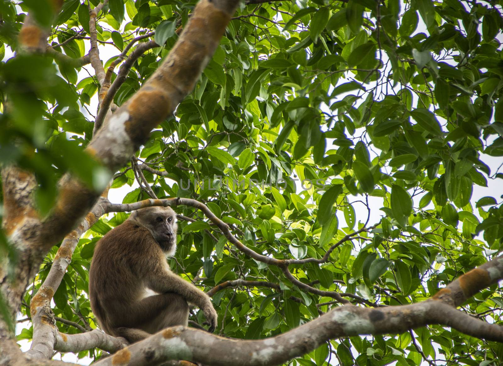monkey climbing on a tree in Erawan  national park at kanchanaburi, Thailand