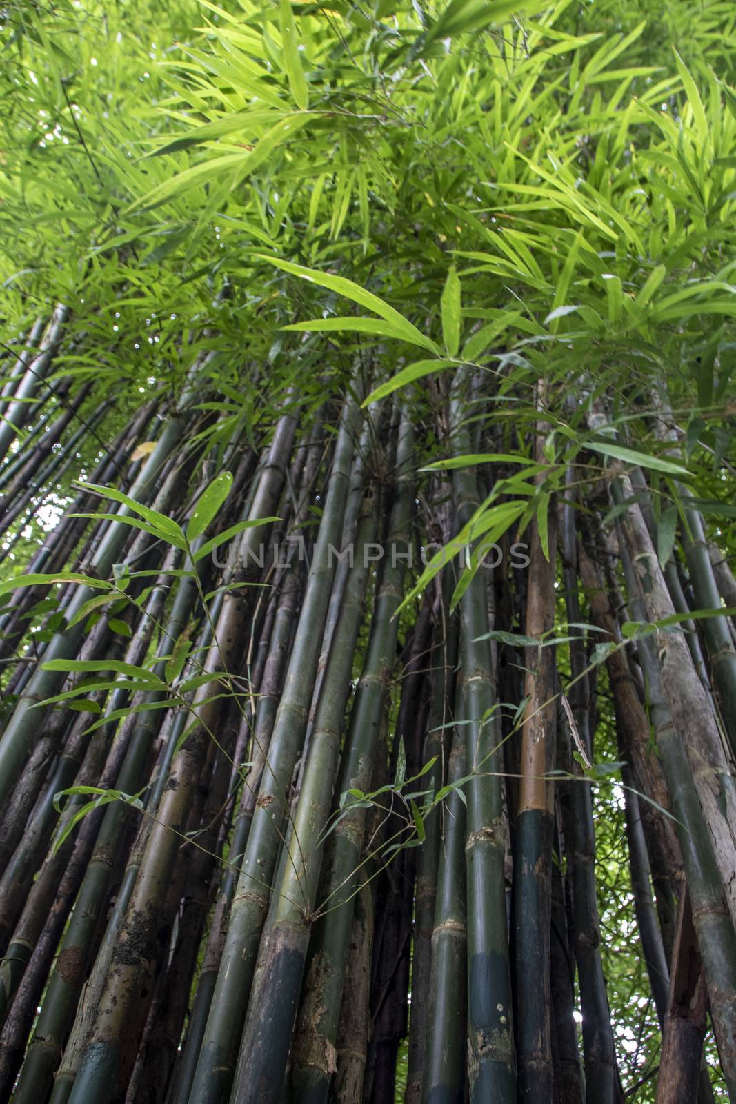 Bamboo tree in the rainforest at Kanchanaburi national park, Thailand 