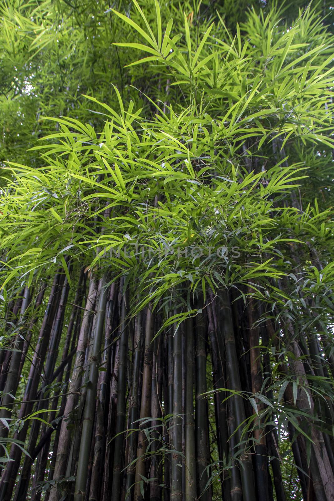 Bamboo tree in the rainforest at Kanchanaburi national park, Thailand 