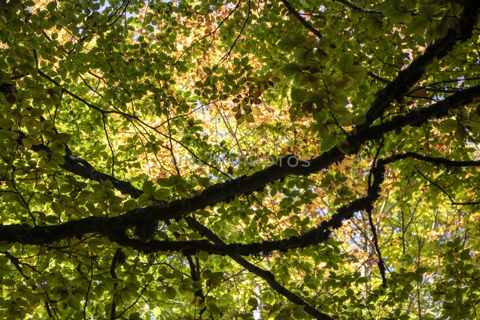 Beech woods of Abruzzo national park in autumn, Italy