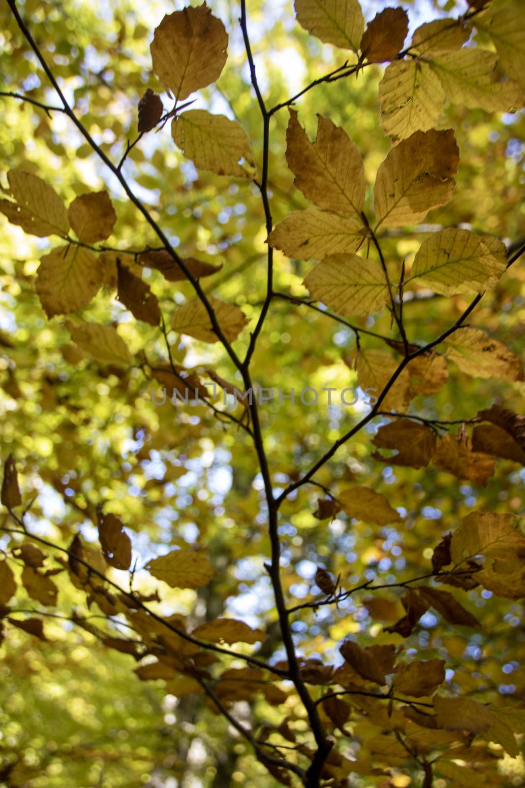 Beech woods of Abruzzo national park in autumn, Italy