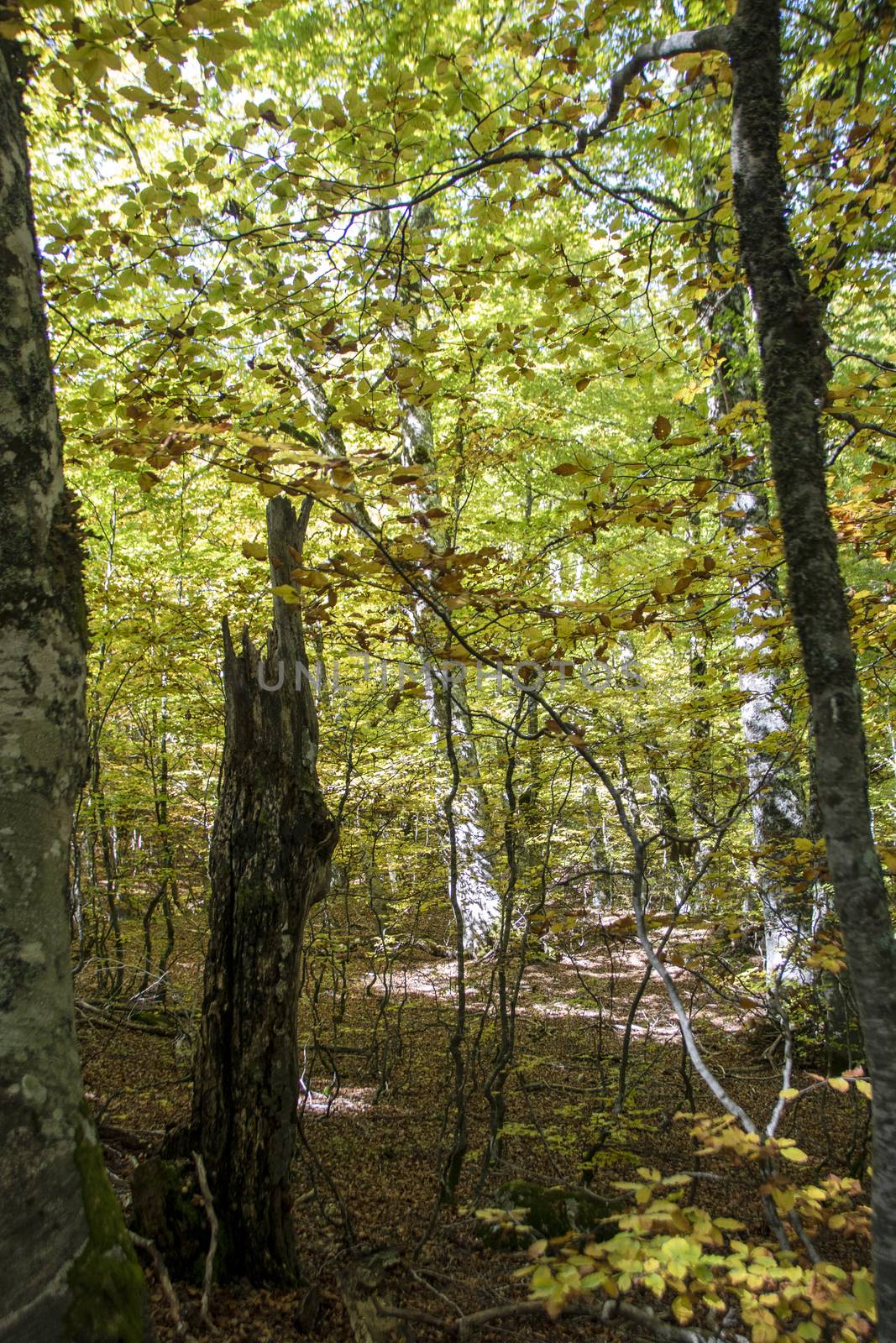 Beech woods of Abruzzo national park in autumn, Italy