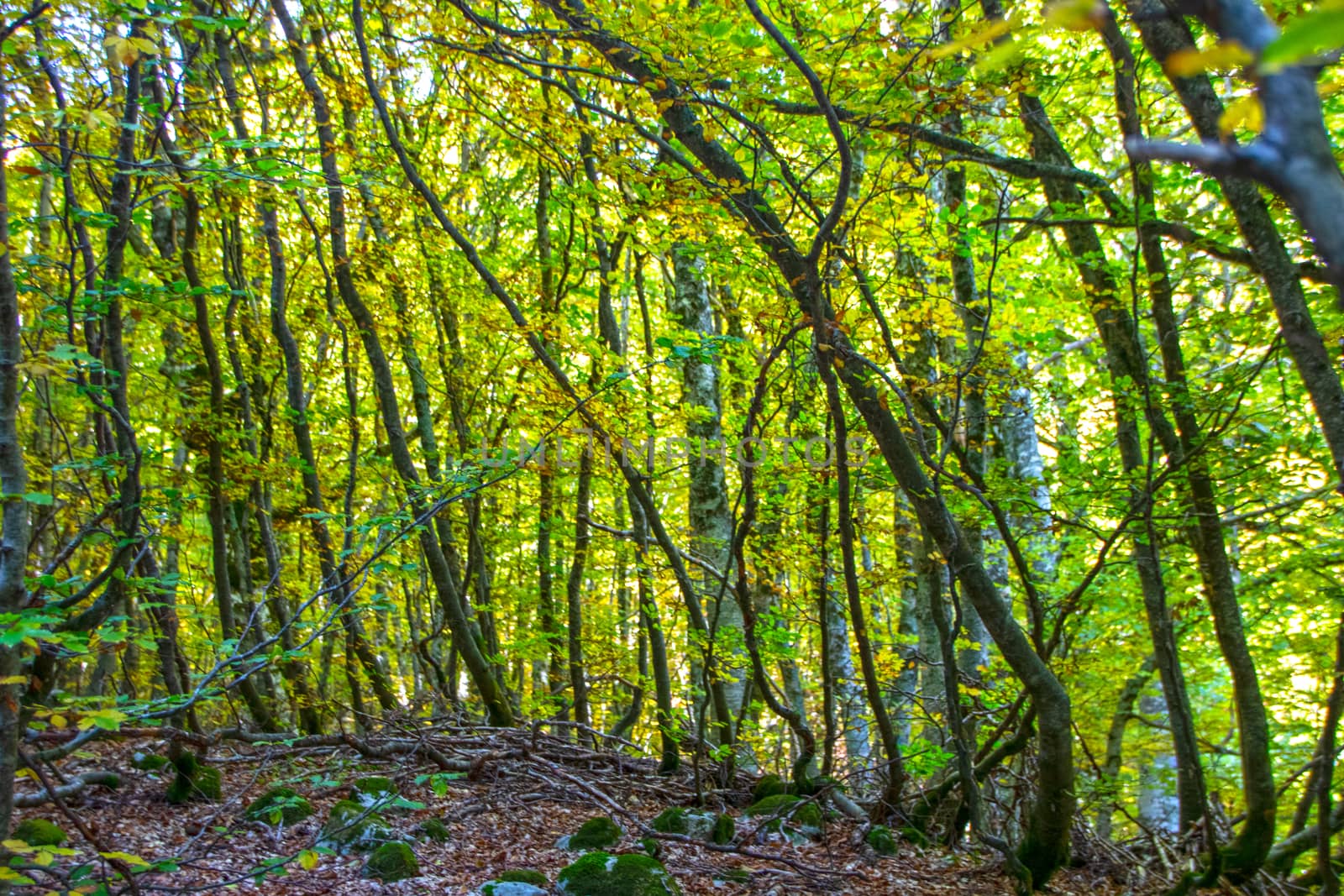 Beech woods of Abruzzo national park in autumn, Italy