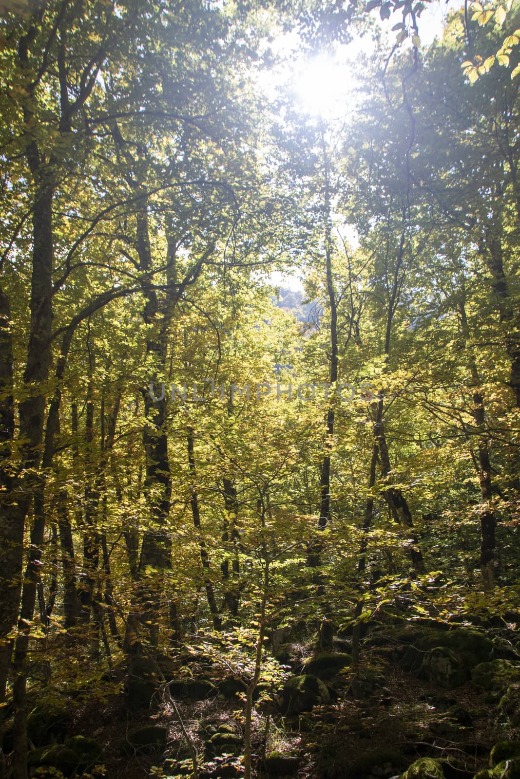 Beech woods of Abruzzo national park in autumn, Italy