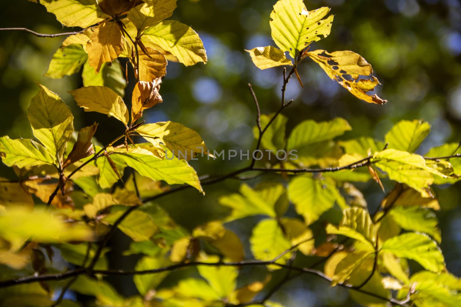 Beech woods of Abruzzo national park in autumn, Italy