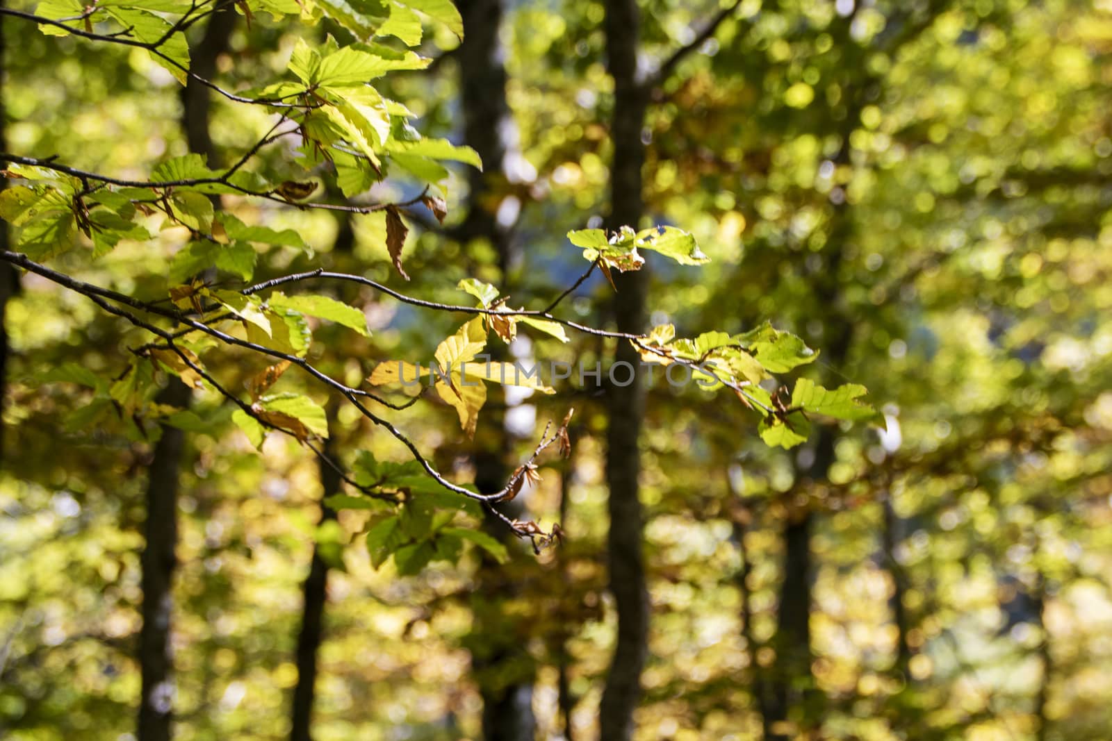Beech woods of Abruzzo national park in autumn, Italy