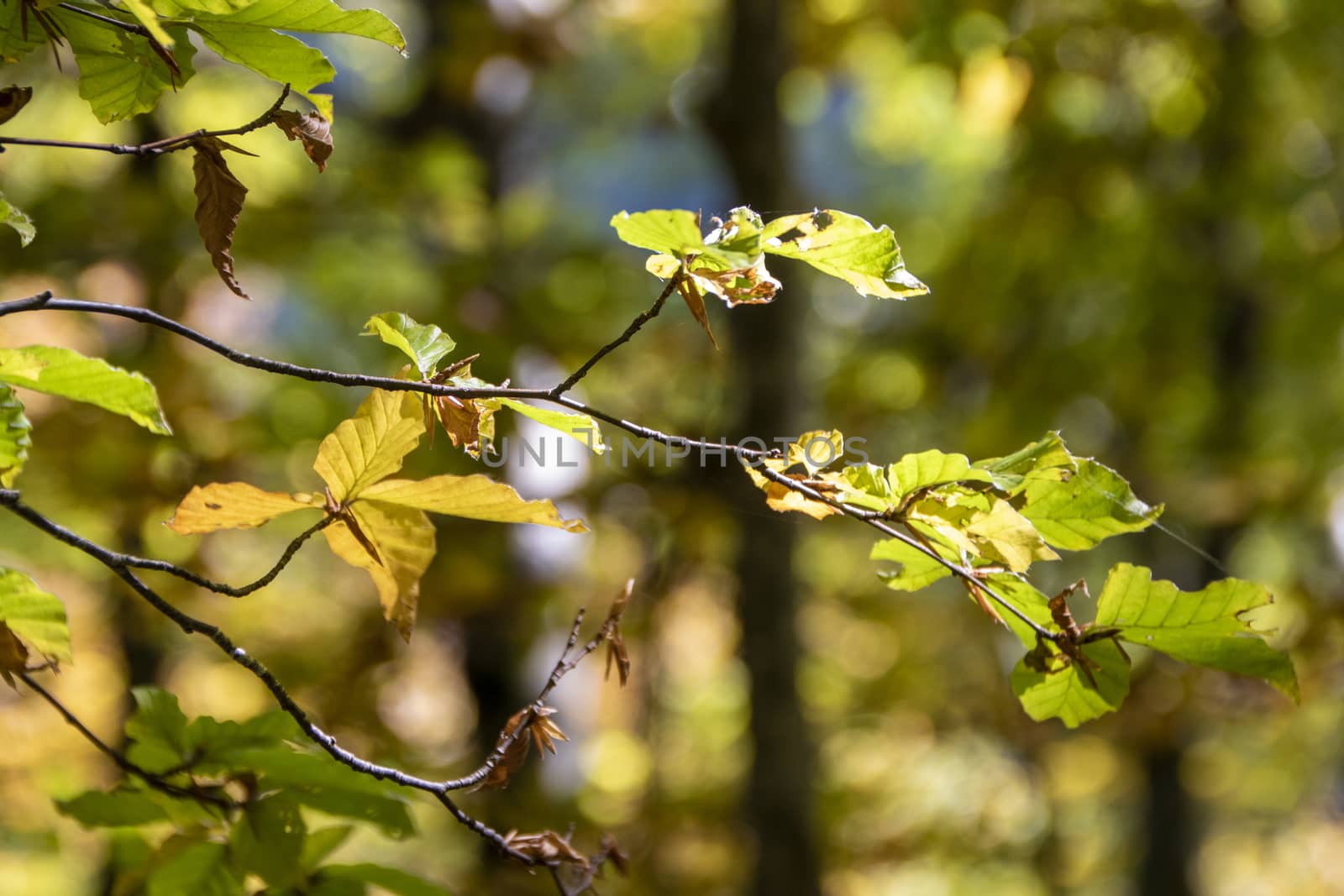 Beech woods of Abruzzo national park in autumn, Italy