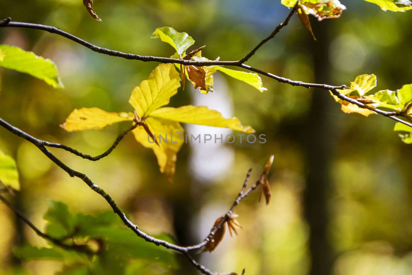 Beech woods of Abruzzo national park in autumn, Italy