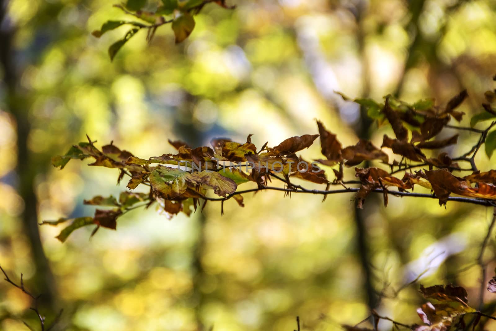 Beech woods of Abruzzo national park in autumn, Italy